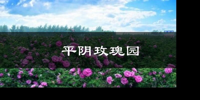 平阴玫瑰园天气预报十五天