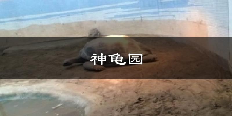 神龟园气温
