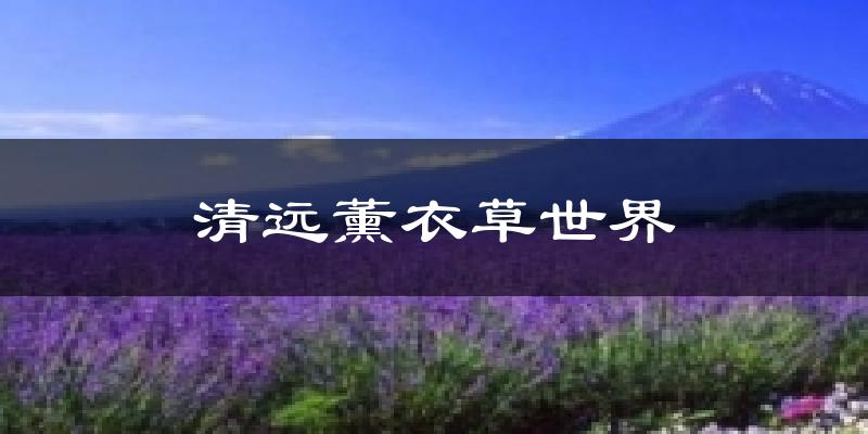 清远薰衣草世界天气预报十五天